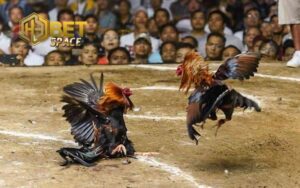 đá gà trực tiếp thomo