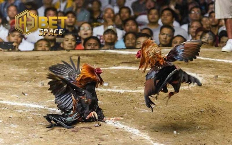 kinh nghiệm chăm sóc gà đá